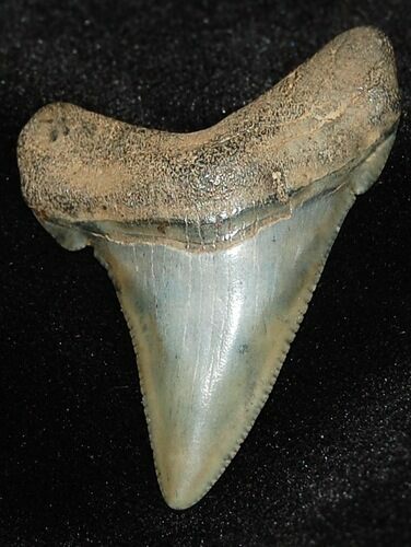 Angustiden Shark Tooth Fossil #193